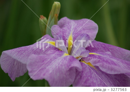 花菖蒲 淡仙女 花菖蒲 淡仙女 3277563