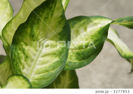 カミラ デヘンバキア カミーラ 観葉植物の写真素材