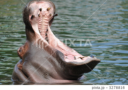 カバ 大あくび!? カバ 大あくび!? 3278816