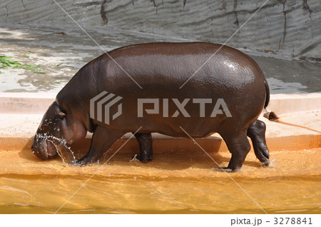 コビトカバ 3278841