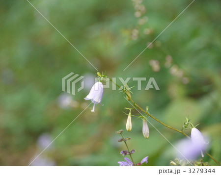 ツリガネニンジン 3279344