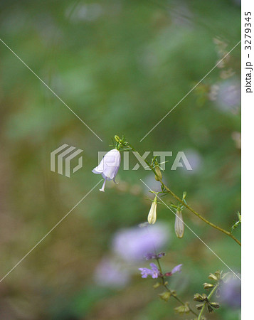 ツリガネニンジン 3279345