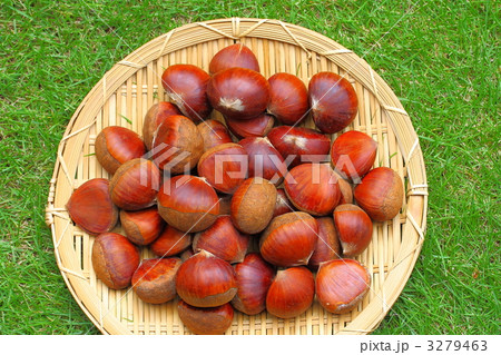 栗と芝生 3279463