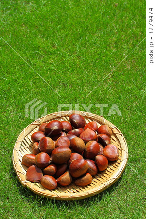 栗と芝生 3279474