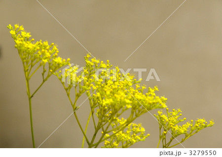 8月　オミナエシ・オミナエシ科40 3279550