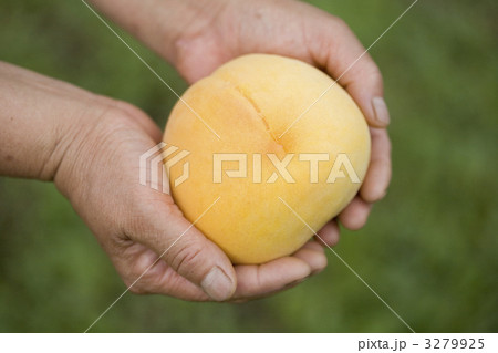 3279925