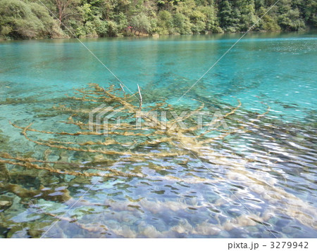 九賽溝の水に沈んだ木 九賽溝の水に沈んだ木 3279942