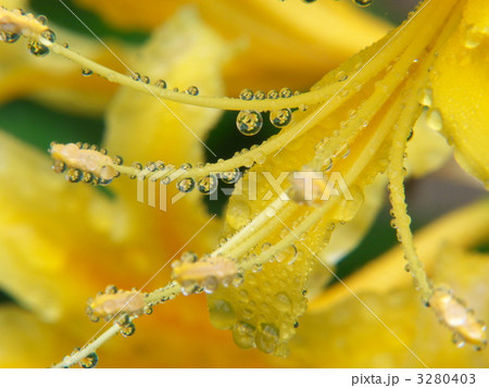 水滴の彼岸花 水滴の彼岸花 3280403