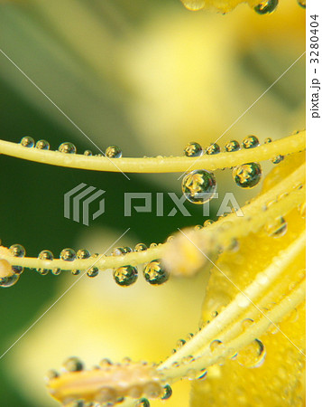 水滴の彼岸花 水滴の彼岸花 3280404