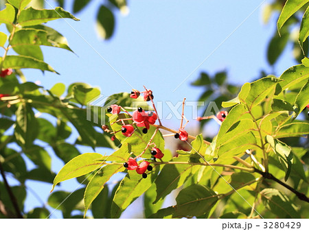 ゴンズイ(権萃)の紅い実と種 3280429
