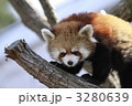 レッサーパンダ 3280639