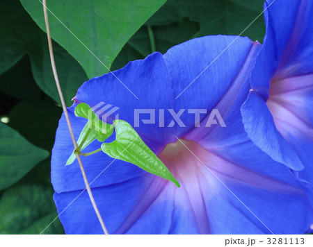 朝顔 3281113