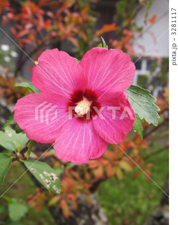 ムクゲの赤花種 3281117