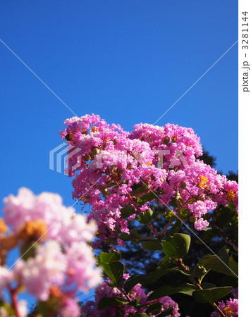 サルスベリの花 3281144