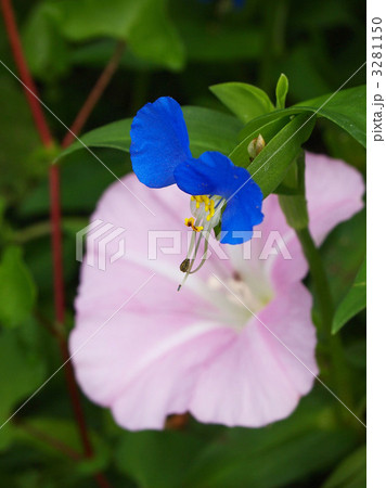 ツユクサとヒルガオ 3281150