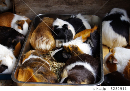 テンジクネズミ 3282911