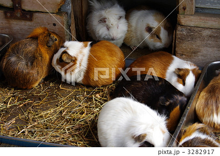 てんじくネズミ 3282917