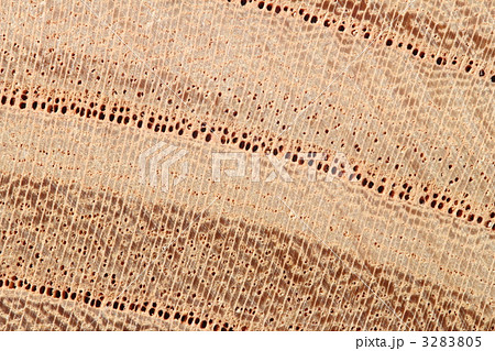 ケヤキ材 3283805