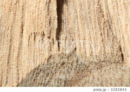 クスノキ材 3283843