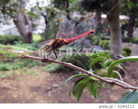 アキアカネ 3284211