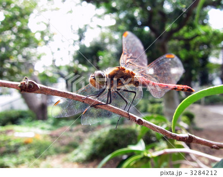 アキアカネ 3284212