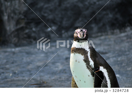 こっちを見るペンギン 3284728