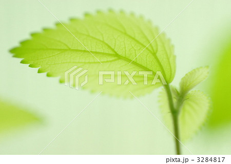 透明なグリーン 3284817