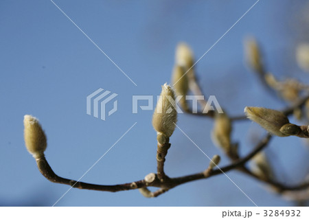 ハクモクレンの花芽の写真素材