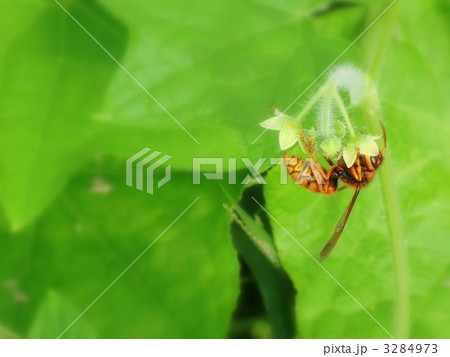 アレチウリとハチ アレチウリとハチ 3284973