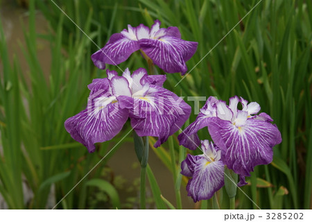 花菖蒲　秋の錦 3285202