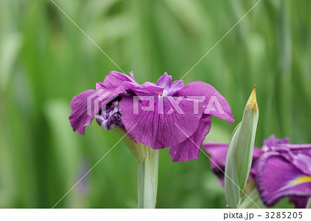 花菖蒲　濡燕 3285205