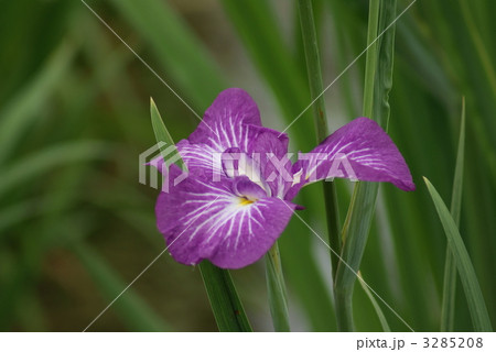花菖蒲　伊達道具 3285208