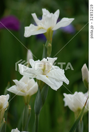 花菖蒲　宮の白菊 3285219