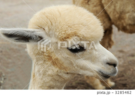 子供のアルパカ 3285462