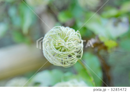 クレマチス 3285472