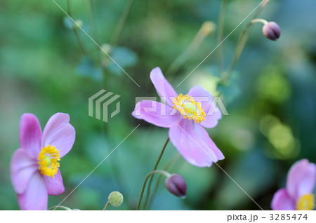 シュウメイギク 3285474