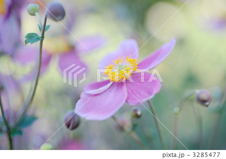 シュウメイギク 3285477