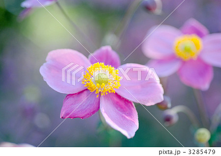 シュウメイギク 3285479