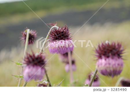 フジアザミ 3285490