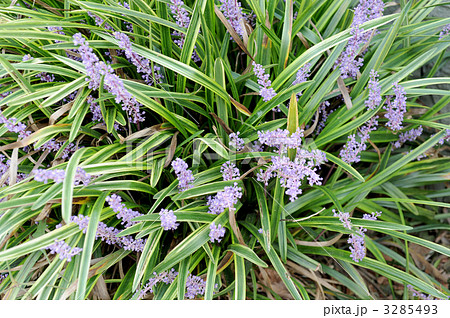 ヤブラン 3285493