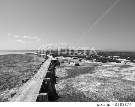 トドワラ トドワラ 3285874