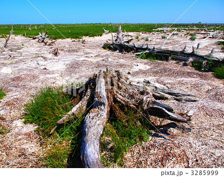 トドワラ トドワラ 3285999