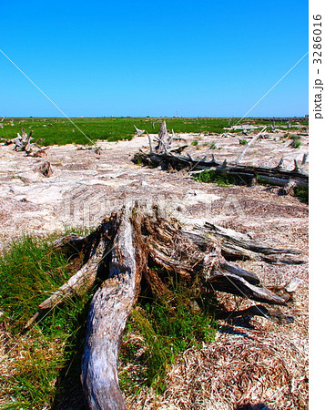 トドワラ 3286016