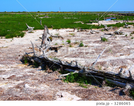 トドワラ 3286065