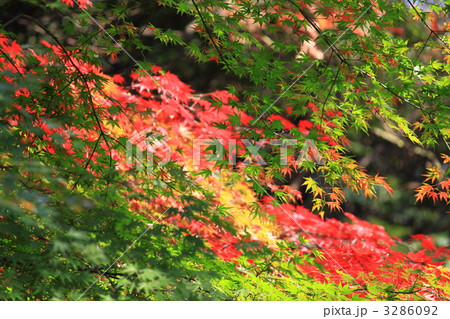 日比谷公園の紅葉 3286092
