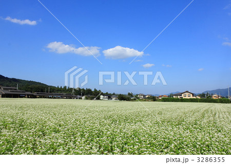 ちちぶ花見の里の蕎麦畑 ちちぶ花見の里の蕎麦畑 3286355