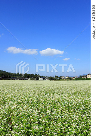 ちちぶ花見の里の蕎麦畑 ちちぶ花見の里の蕎麦畑 3286368