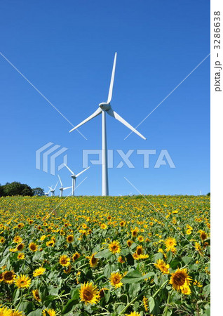 風力発電とひまわり-1 風力発電とひまわり-1 3286638