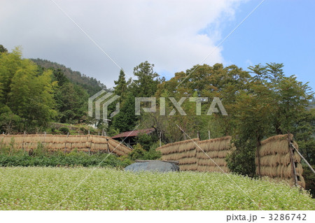 蕎麦の花畑と藁の天日干し 蕎麦の花畑と藁の天日干し 3286742