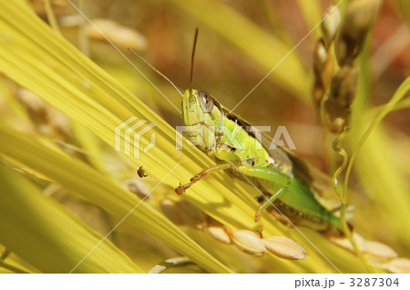 イナゴ 3287304